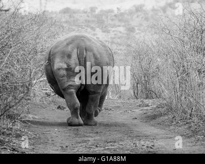 Rhinocéros blanc de derrière, KwaZulu Natal, Afrique du Sud Banque D'Images