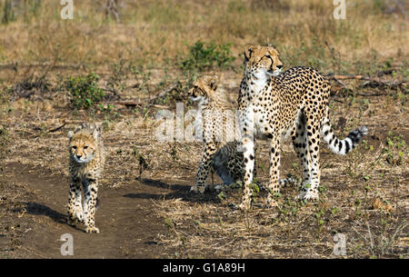 Cheetah mère et oursons sighting sur safari dans Phinda Private Game Reserve, KwaZulu Natal, Afrique du Sud Banque D'Images