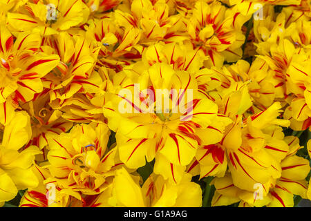 Tulipes fleurs jardin, jaune Tulipa 'Monsella' Banque D'Images