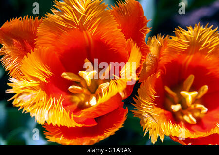 Jardin de tulipes à franges, Tulipa 'Palmares', tulipes ouvertes Banque D'Images