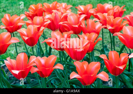 Jardin des tulipes fleuries, Tulipa rouge 'Temple de la beauté', jardin des tulipes rouges Banque D'Images