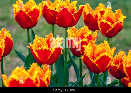 Tulipa 'Palmares' Rouge jaune tulipe Frise Tulips Banque D'Images