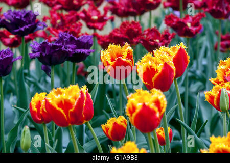 Tulipes fleurs jardin, Tulipa crispa 'Palmarès' Banque D'Images