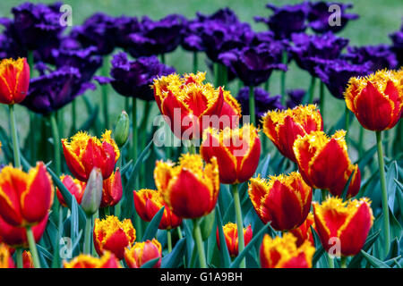 Jardin de tulipes en fleurs, Tulipa crispa 'Palmares' Banque D'Images