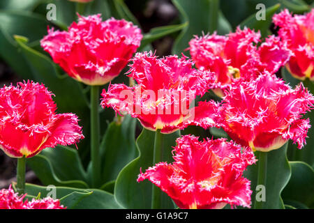 Jardin des tulipes fleuries, tulipe aigree Tulipa 'joint Division', jardin des tulipes rouges Banque D'Images