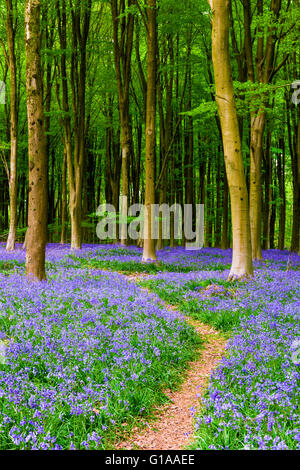 Bien que voie un tapis de jacinthes des bois de hêtre dans le bois de l'Ouest au printemps près de Marlborough, Wiltshire, Angleterre. Banque D'Images