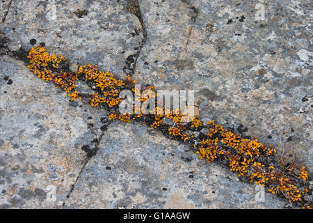 Saule nain / moins snowbed willow / saule (Salix herbacea) croissant sur la roche en automne, Boltodden, Kvalvagen, Svalbard, Norvège Banque D'Images