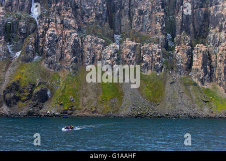 Dans la colonie de reproduction des oiseaux de la falaise de basalte, Lomfjordhalvøya Ny-Friesland Alkefjellet dans au Spitsberg / France Banque D'Images