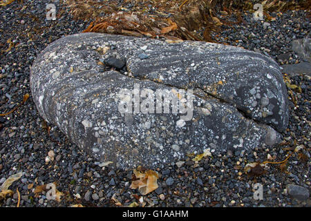 Rock formation sur la plage de galets le long Gashamna / Goose Bay, Hornsund, Svalbard, Norvège Spitzberg / Banque D'Images