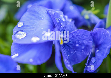Gouttes de pluie sur blue pansy flower close up Banque D'Images
