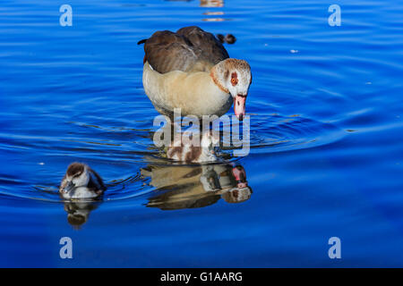 Magnifique paysage autour de Hyde Park, Londres, Royaume-Uni Banque D'Images