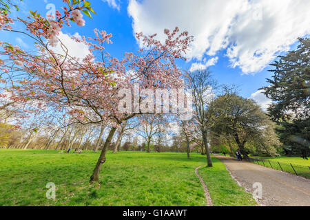 Magnifique paysage autour de Hyde Park, Londres, Royaume-Uni Banque D'Images