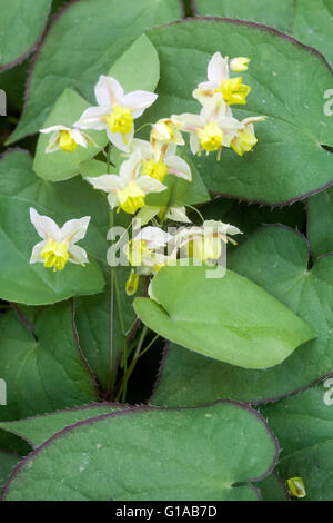 Epimedium versicolor Sulphureum fleur Epimedium Sulphureum Banque D'Images