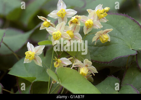 Epimedium versicolor 'Sulphureum', Barrenwort Banque D'Images