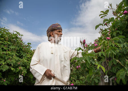 Les hommes en costume traditionnel omanais montrant outre de panier plein de pétales de rose Banque D'Images