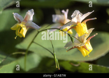 Blanc bouchons jaunes Epimedium versicolor 'sulphureum' gros plan sur la fleur Barrenmoort Banque D'Images