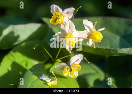 Barrenmoort, plante en fleurs d'Epimedium versicolor 'sulphureum' Banque D'Images