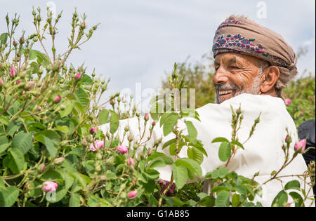 Les hommes en costume traditionnel omanais montrant outre de panier plein de pétales de rose Banque D'Images