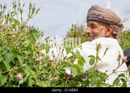 Les hommes en costume traditionnel omanais montrant outre de panier plein de pétales de rose Banque D'Images