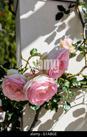 Pierre Ronsard rosiers grimpants, Bower, Roseraie, Rosedal, Parque Tres de Febrero, Buenos Aires, Argentine Banque D'Images