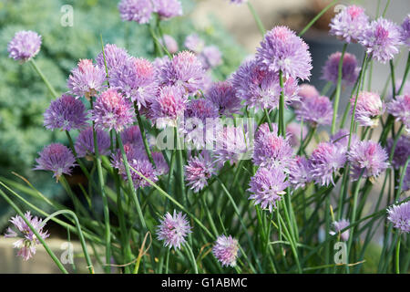 Ciboulette, Allium schoenoprasum fleurs violettes et des feuilles Banque D'Images