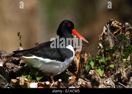 Eurasian Oystercatcher (Haematopus ostralegus) Banque D'Images