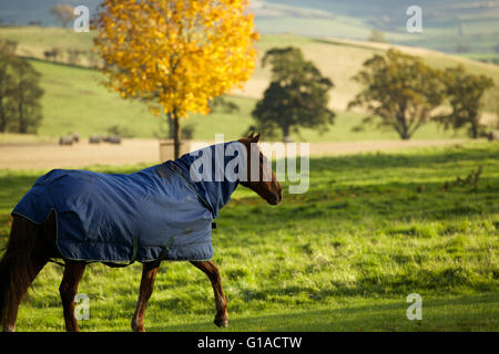 Cheval sur une prairie dans une journée ensoleillée Banque D'Images