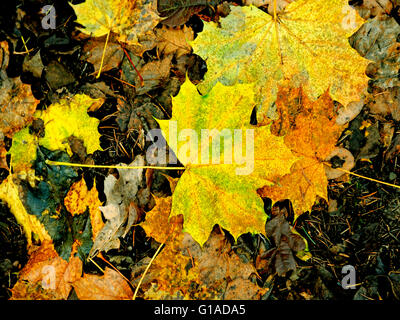 Les feuilles d'AUTOMNE SUR LE PLANCHER DE BOIS Banque D'Images