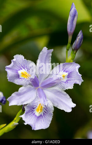 Fleurs bleu pâle de la floraison de printemps iris bambou, Iris confusa 'Martyn Rix' Banque D'Images
