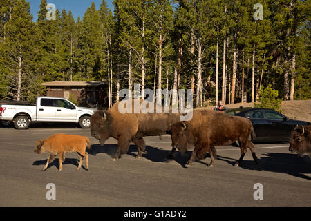 WY01667-00...WYOMING - Bison traversant un parking au Grand Canyon de la Yellowstone en parc national de Yellowstone. Banque D'Images