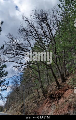 Flanc de montagne de Lozen, route, forêt et grands arbres à l'extérieur de la racine, Pancharevo, Bulgarie Banque D'Images