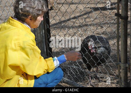 Alimentation femelle de poulets. Banque D'Images