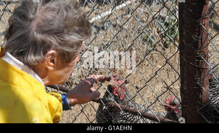 Alimentation femelle de poulets. Banque D'Images