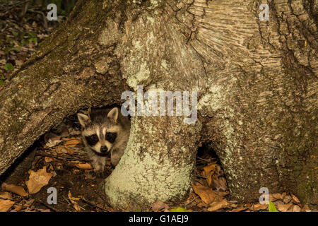 Bébé raton laveur se cachant sous les racines d'un arbre. Banque D'Images