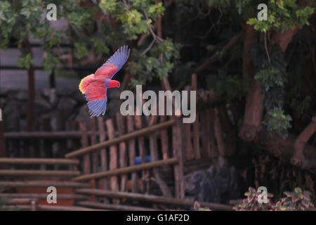 Recto verso rouge femelle Eclectus Parrot Banque D'Images