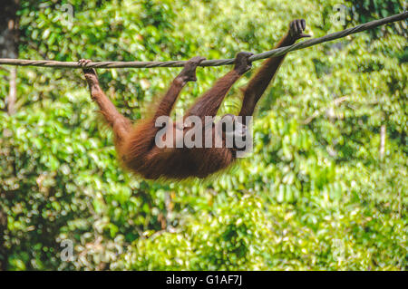 Le centre de réhabilitation des Orang-outans de Sepilok près de Sandakan à Bornéo Banque D'Images