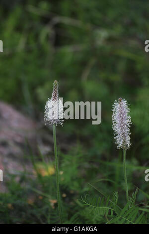 Blossoming hoary plantain (Plantago media). Banque D'Images