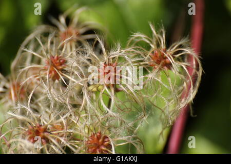 Fruits avec des appendices de soyeux le voyageur a la joie (Clematis vitalba). Banque D'Images