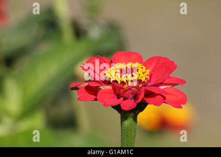 Fleur d'une politique commune de zinnia Zinnia elegans (syn. Zinnia violacea). Banque D'Images