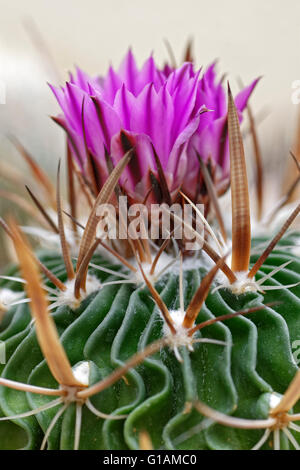 Mammillaria geminispina, Mexique espèces de cactus. Banque D'Images