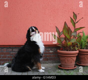 Bernois en plus des plantes en pots et en face d'un mur de la maison d'orange. Banque D'Images