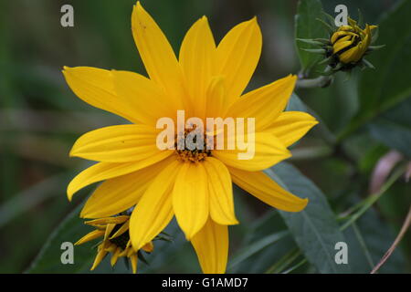 De l'oranger sunroot (Helianthus tuberosus), un légume-racine de la famille du tournesol. Banque D'Images