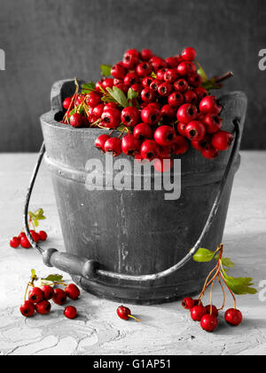 A l'aubépine baies provenant de bush, aussi appelé thornapple, peut-tree, whitethorn, hawberry (Crataegus monogyna ) Banque D'Images