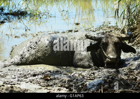 Un buffle se baigner dans une piscine de boue Banque D'Images