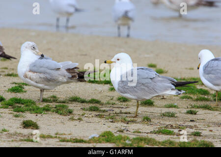 Ring bec cerclé (Larus delawarensis) sur la plage. Banque D'Images