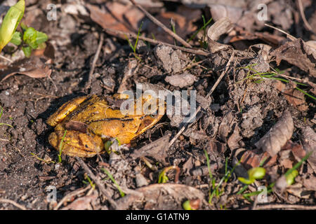 Rana temporaria grenouille de couleur orange sur le terrain Banque D'Images