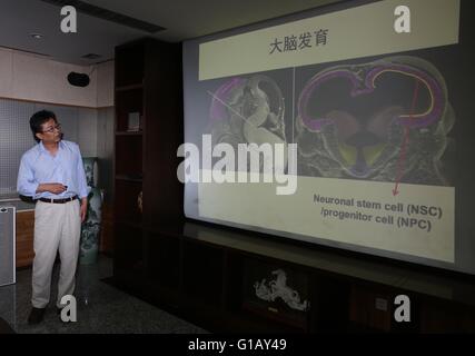 Beijing, Chine. Le 11 mai, 2016. Xu Zhiheng avec l'Institut de Génétique et biologie du développement de l'Académie des Sciences de présenter la recherche de collaboration à la presse à Pékin, capitale de la Chine, le 11 mai 2016. Les chercheurs chinois a déclaré mercredi qu'ils ont trouvé une preuve directe que Zika infection provoque une microcéphalie, une malformation congénitale caractérisée par une tête anormalement petite, dans des expériences de la souris. © Cai Yang/Xinhua/Alamy Live News Banque D'Images