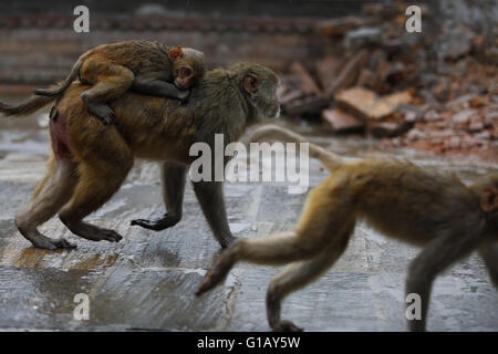 Katmandou, Népal. 12 mai, 2016. Un singe cub est suspendu à l'arrière de l'autre un jour de pluie à l'intérieur du temple religieux Pashupathinath prémisse, site du patrimoine mondial de l'UNESCO à Katmandou, au Népal, le jeudi 12 mai 16. © Skanda Gautam/ZUMA/Alamy Fil Live News Banque D'Images