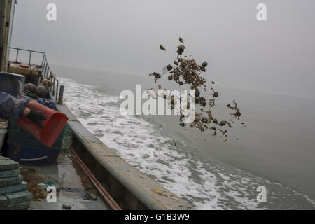 Xingcheng, province de Liaoning, Chine. 9 mai, 2016. Comme les ressources halieutiques côtières de la Chine sont de plus en plus décimées au cours des deux dernières décennies, causé par la pollution et la surpêche, l'augmentation des coûts de la pêche ont changé la vie des pêcheurs chinois évidemment. De nombreux pêcheurs ont choisi de vendre leurs bateaux et complètement renoncer à la vie de la pêche. La mer de Bohai est la source des ressources halieutiques marines dans le Nord de la Chine à l'avant, mais maintenant, la mer est devenue presque vide et de nombreuses espèces ont disparu. Wang Zhiqiang, a près de 40 ans, pêcheur qui vit à Xingcheng city, à Liaoning provinc Banque D'Images