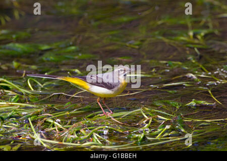 Bergeronnette des ruisseaux Motacilla cinerea femelle sur rivière Bure Aylsham Norfolk Banque D'Images